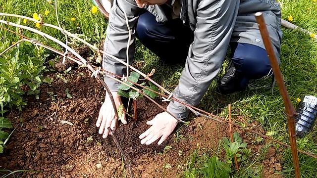 Посадка винограда весной. смотреть онлайн