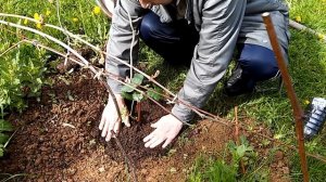 Посадка винограда весной.