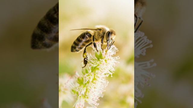 Bee Facts - Facts About Bees