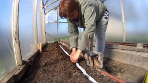 Посадка редиса. Редиска и укроп на бумажной ленте.