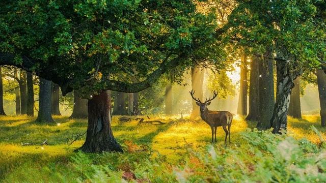 С ПРАЗДНИКОМ 8 МАРТА! Весенние цветы и красивое поздравление от всей души! #70