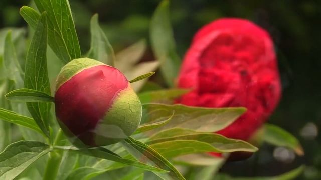 БЕТХОВЕН - К ЭЛИЗЕ (ДУШЕВНОЕ ПРОИЗВЕДЕНИЕ)