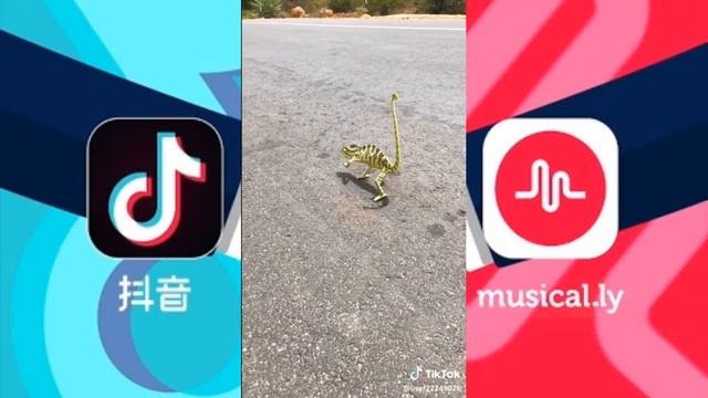 Funny Animals/Cute animals/Tik Tok Tango смотреть онлайн