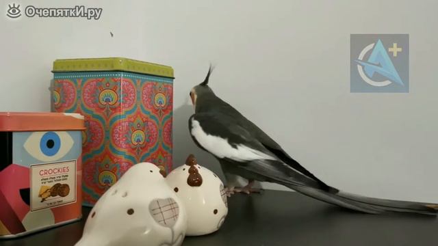 Попугай насвистывает музыку. 2К ВИДЕО! смотреть онлайн
