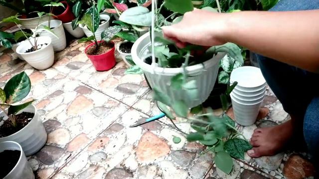 Nyacah Scindapsus Silver Splash || Perbanyak Scindapsus Silver Splash