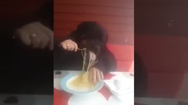 Собака ест макароны смотреть онлайн