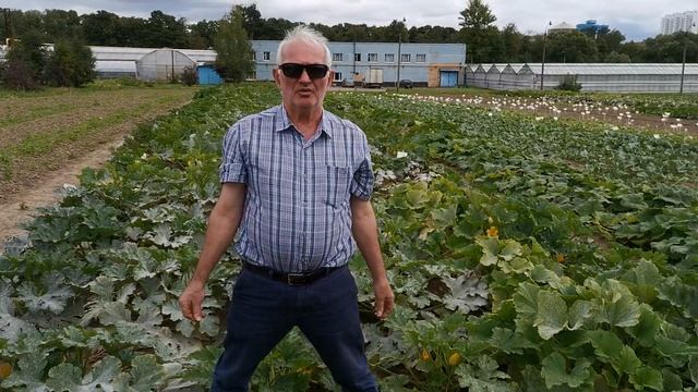 Кабачок цуккини Маэстро F1 смотреть онлайн