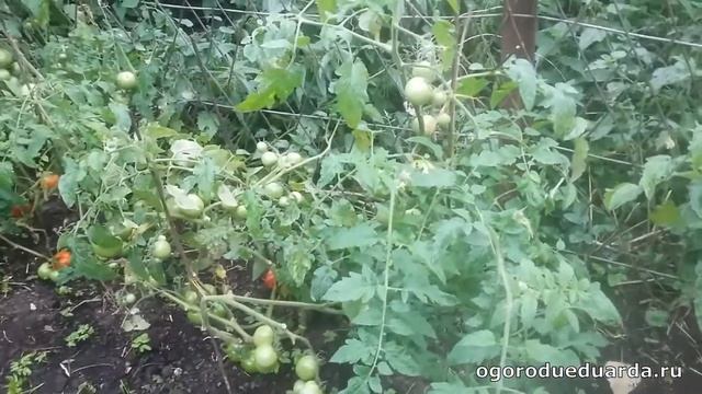 1 сентября. Подмосковье. Плодоношение томатов "Санька" в открытом грунте. смотреть онлайн