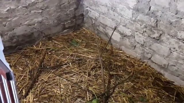 Нутрии уже три месяца в хозяйстве.