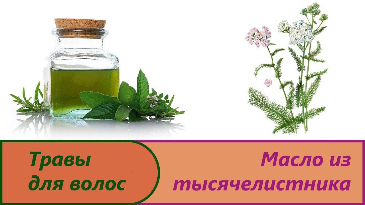 Масло тысячелистника.Изготовление вытяжки в домашних условиях.Тысячелистник для волос пробуем рецепт