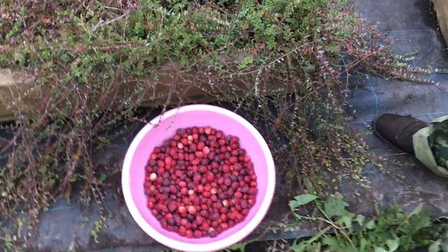 Клюква, размер впечатляет!!! смотреть онлайн