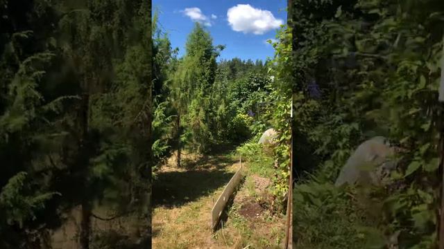 Дача СНТ Лесное смотреть онлайн