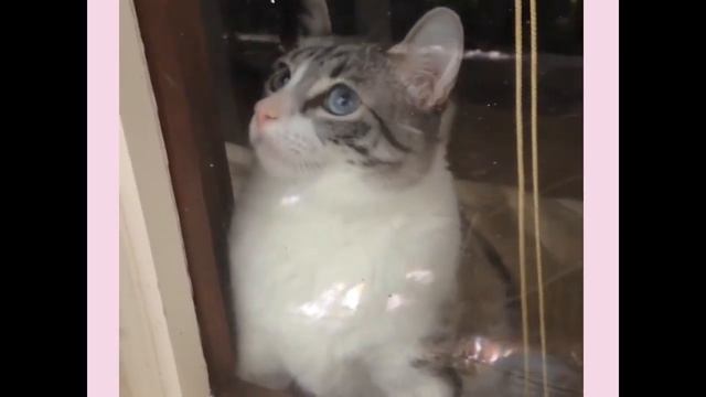Кошка о двух лапках смотреть онлайн