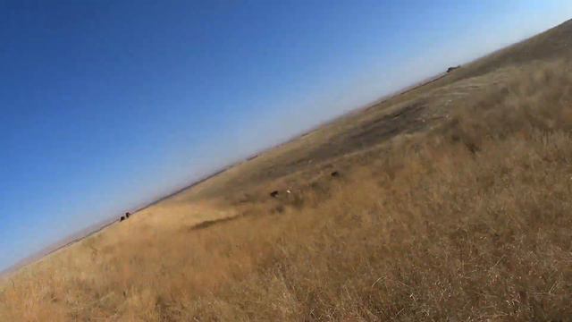 Охота на перепела.Август 2022 г.Казахстан. смотреть онлайн