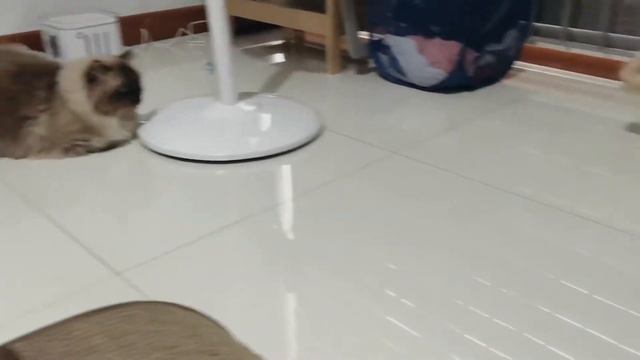 Introducing elderly cat to a young kitten | Ragamuffin Jboy meets Munchkin Jabby смотреть онлайн