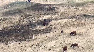 Герефорд против Абердин-Ангус !!!