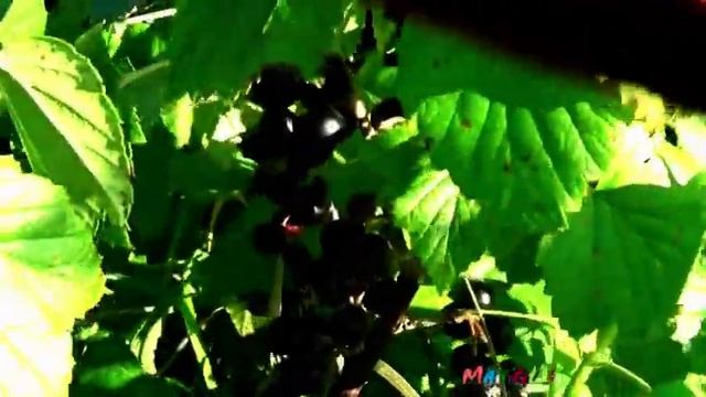 Лето Солнцем Разогрето. Малина Желтая. Малина Красная. смотреть онлайн