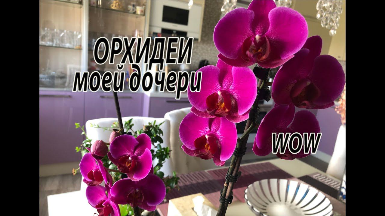 ОРХИДЕИ моей дочери. WOW! 3.07.2022. смотреть онлайн