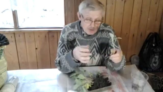 Почему нельзя сразу высаживать покупную рассаду капусты. смотреть онлайн