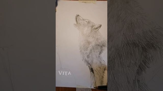 Рисунок волка смотреть онлайн