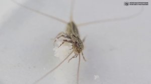 Серебряная рыбка. Чешуйница или щетинохвостка. Житель наших домов и квартир // Clever Cricket