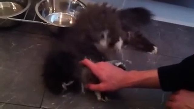 Katt med spasmer смотреть онлайн