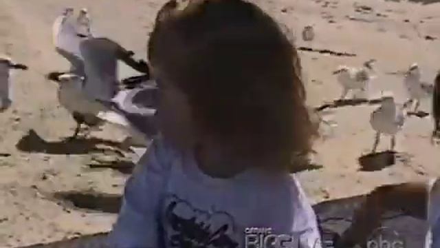 Животные воришки смотреть онлайн