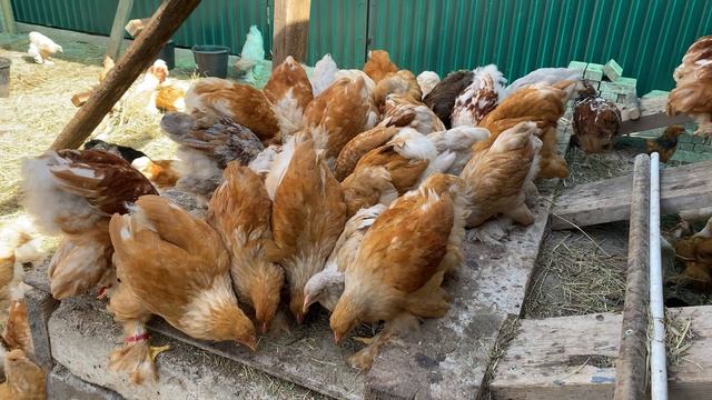 что это за странный мягкий камень, цыплята разобрались хотя потребовалось время смотреть онлайн