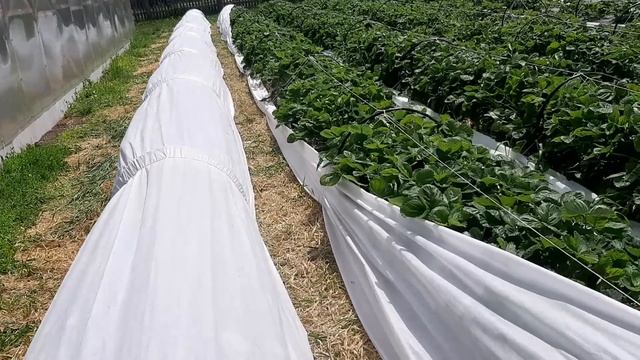 Урожай клубники в открытом грунте. От сбора до реализации. Пассивная и активная продажа. смотреть онлайн