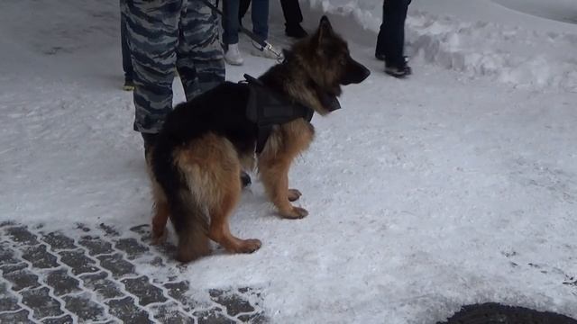 Чистокровная немецкая овчарка смотреть онлайн