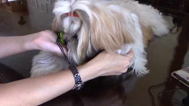 Уход за собакой - Как приучить щенка к грумингу смотреть онлайн