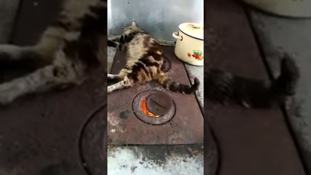 Кот на раскалёной печке спит))) смотреть онлайн
