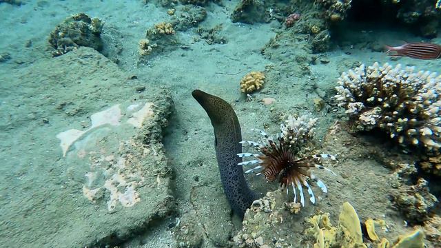 Rohanou Beach Resort Im August 2022, Marsa Alam, El Quseir ☀️🦞🦐🐋🐟