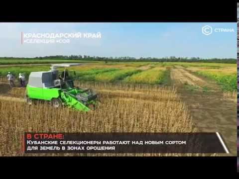 Зарегистрирован новый сорт сои Спарта смотреть онлайн