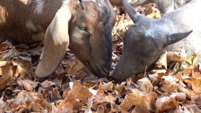 Cute animals playing in fall leaves смотреть онлайн