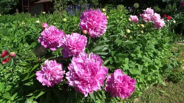 Пион МАДАМ РОЗА РАНДОТЬЕ ?? Paeonia MADAME ROSE RENDATTER: обзор, описание, цветение, отзыв смотреть онлайн