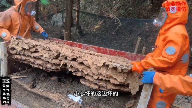 ASIAN GIANT HORNET NEST,MURDER HORNETS REMOVAL,WASP NEST REMOVING,VESPA MANDARINIA смотреть онлайн