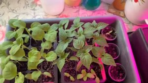 🍅🌱Семена томатов не взошли. Что делать?