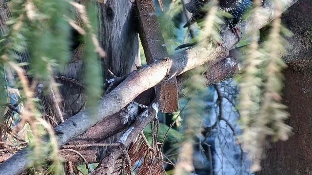 Для скворцов размер отверстия в домике не имеет значения #size смотреть онлайн