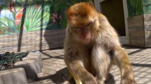 Monkey//Обезьяна живет с семьей 4 года. 10 минут из жизни домашней макаки