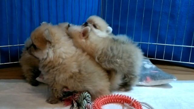 2015 01 17 4828 Шпица щенки играют смотреть онлайн