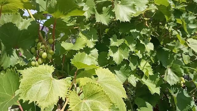Уход за виноградом в июле.Подкормка,полив,обработка от болезней. смотреть онлайн