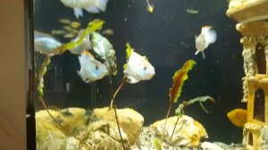 Мальки Малавийских Цихлид в общем аквариуме