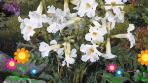 Инкарвиллея делавея Сноутоп. Краткий обзор, описание характеристик incarvillea delavayi Snowtop