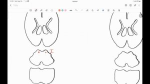 Проводящие пути | Анатомия (часть 2)