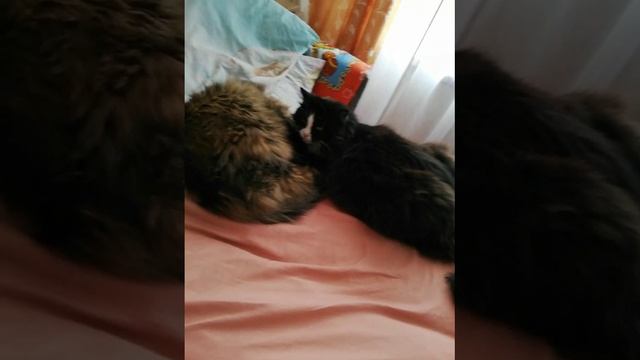 Мои кошаки ))