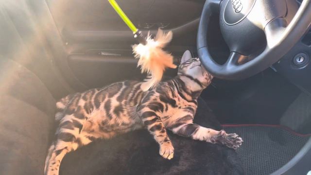 Бенгальские котята в Санкт-Петербурге питомник Анакторон, катаются на машине, мурчат