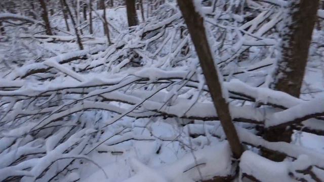 Репортаж от най-високия връх на Шуменското плато - Търнов дял, висок 502 метра смотреть онлайн