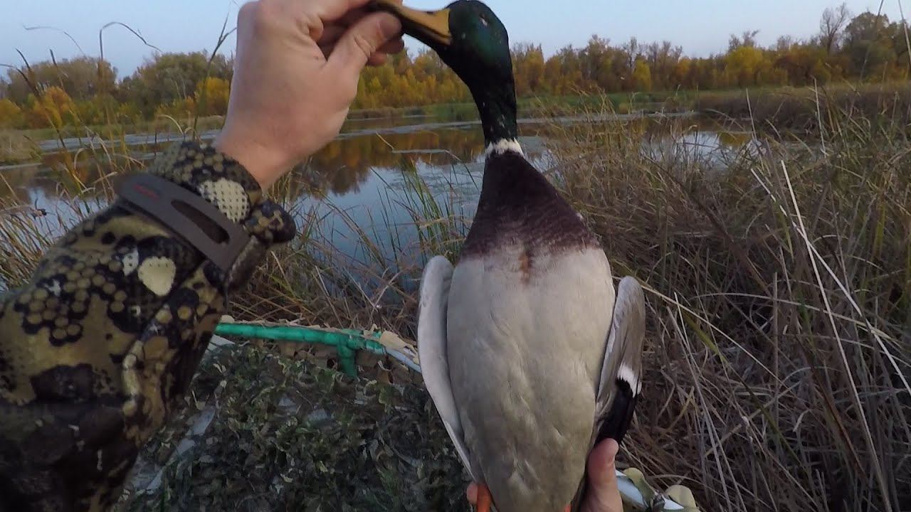 охота на уток с ночевкой. Ночь в камышах. Охота на уток 2020 / MAX HUNTER смотреть онлайн