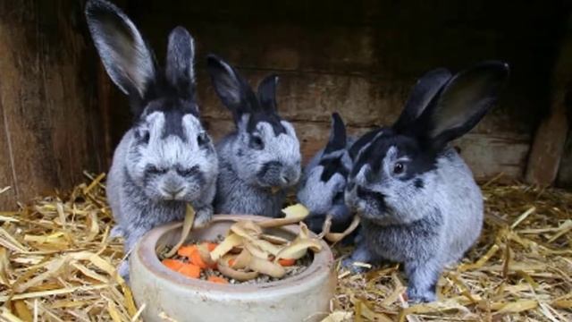 Можно ли давать кроликам сырой картофель смотреть онлайн